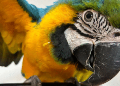 Guacamayo Azul y Oro
