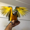 12 Meses ! 🦜🌟 Guacamayo Azul y Oro en Venta