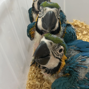 guacamayo azul y oro venta España
