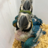 03 Meses ! 🦜🌟 Guacamayo Azul y Oro en Venta