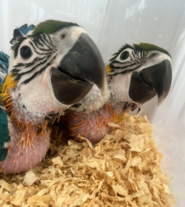 02 Mes Guacamayo Azul y Oro en Venta! 🐣💙 - Imagen 2