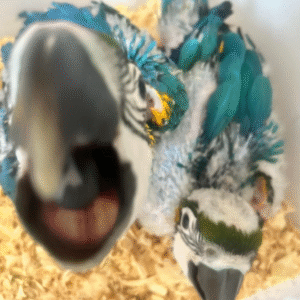 03 Mes Guacamayo Azul y Oro en Venta! 🐣💙