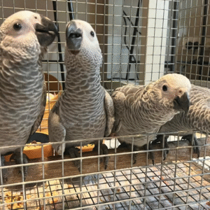 ¡Loro Gris Africano de 12 Meses en Venta! 🦜🧠