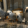 09 Meses - Loro Gris Africano en Venta! 🦜🧠
