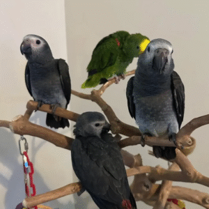 ¡Loro Gris Africano de 6 Meses en Venta! 🦜🧠