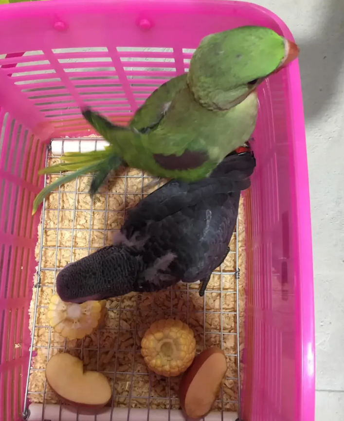 🥚 Huevos Fértiles de Loro en Venta