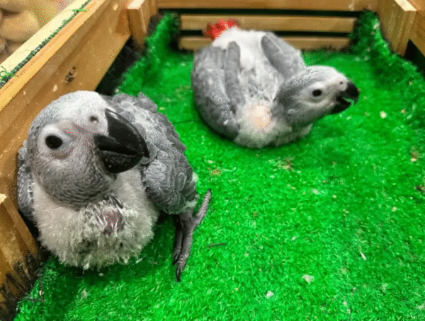 🦜 03 Meses - Loro Gris Africano en Venta! 🧠 - Imagen 4