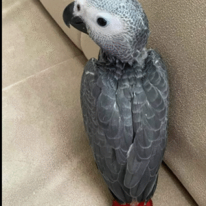¡Loro Gris Africano de 06 Meses en Venta! 🦜🧠
