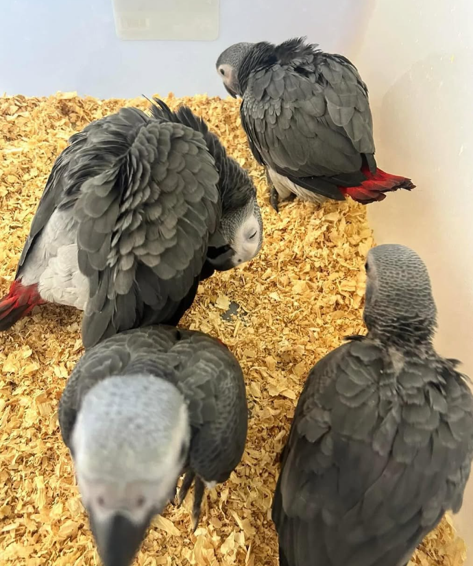 ¿Por qué elegir huevos fértiles de loro?