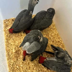 09 Meses - Loro Gris Africano en Venta! 🦜🧠