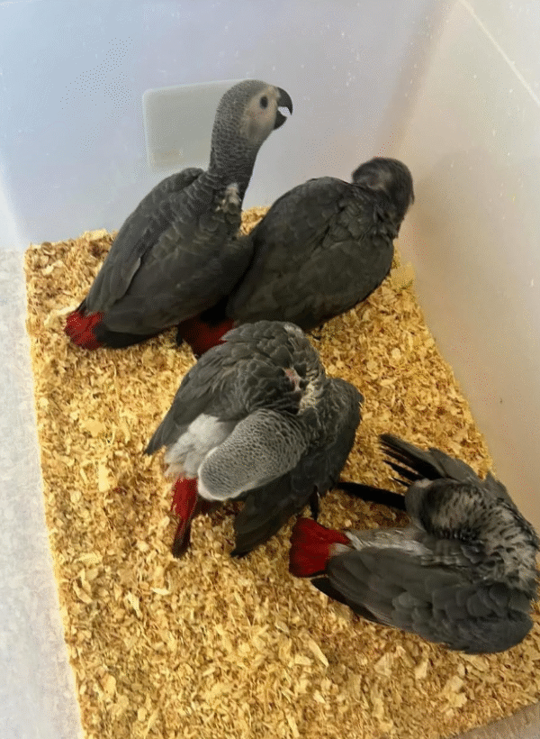 09 Meses - Loro Gris Africano en Venta! 🦜🧠