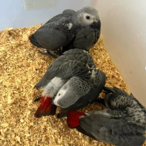 05 Meses - Loro Gris Africano en Venta! 🦜🧠
