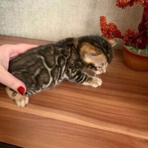 🌞 Sunshine – Gatito Bengala Macho en Venta | de-mascotas.es 🐾