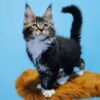 🐾🌟 Qatar - Majestuoso Gatito Maine Coon Macho en Venta 🌟🐾
