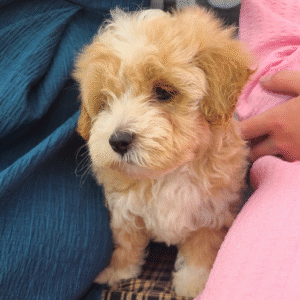 🐾 BINGO - Exclusivo Cachorro Maltipoo Macho en Venta 🐾