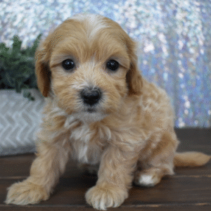 🐾 DUKE - Exclusivo Cachorro Maltipoo Macho de Lujo 🐾