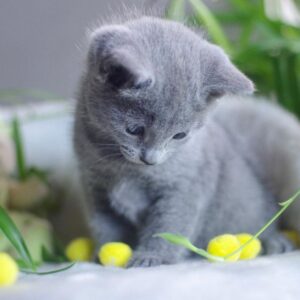 🐾 Stella – Gatitos Hembra Azul Ruso en Venta | de-mascotas.es 🐱