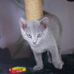 🐾 Noris – Gatitos Machos Azul Ruso en Venta | de-mascotas.es 🐱