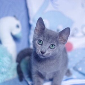 🐾 Richard – Gatitos Machos Azul Ruso en Venta | de-mascotas.es 🐱