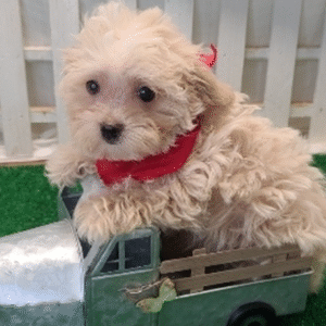 🐾 BROOKS - Exclusivo Cachorro Maltipoo Macho de Alta Gama 🐾