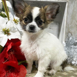cuccioli chihuahua toy in vendita