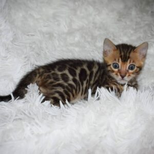 🐆 Dottie – Gatito Bengala Macho en Venta | de-mascotas.es 🐾