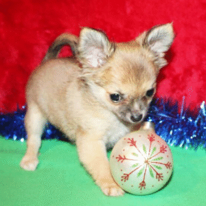 cuccioli di chihuahua in vendita