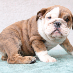 cuccioli di bulldog inglese in vendita roma