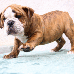 Cerchi un compagno robusto, affettuoso e pieno di carattere? ❤️ Hades, il nostro imponente cucciolo di Bulldog Inglese Maschio, è disponibile su de-mascotas.es — il negozio di riferimento per animali domestici di alta qualità in Europa con oltre 50 anni di esperienza!