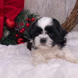 cuccioli di shih tzu in vendita