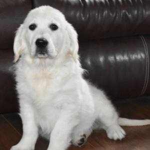 🐾 BoBear: Cucciolo Maschio Golden Retriever in Vendita | Garanzia Completa – de-mascotas.es