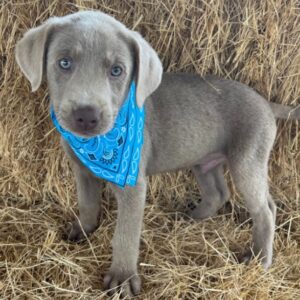 COLT - Cachorros machos de golden retriever en venta