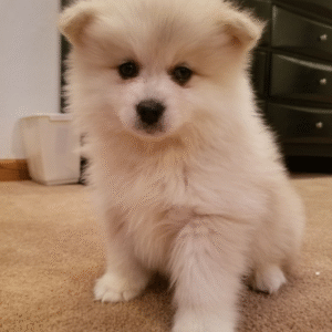 🐾 Chaz: Cucciolo Maschio Pomsky in Vendita su de-mascotas.es 🐕