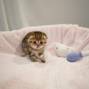🐾 Coco – Gatita Munchkin Hembra en Venta | de-mascotas.es 🌟