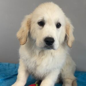 🐕✨ Emmett - Excepcional Cachorro Golden Retriever en Venta | de-mascotas.es ✨🐕