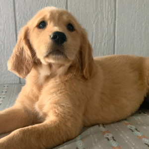 🐶 Georgia: Cucciola Golden Retriever in Vendita – Garanzia Salute Inclusa 🇮🇹