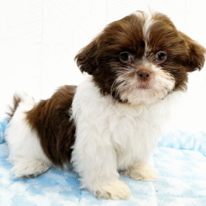 shih tzu cuccioli in vendita