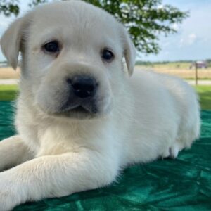 🐾 Hailey - Cachorros Labrador Hembras en Venta 🐾