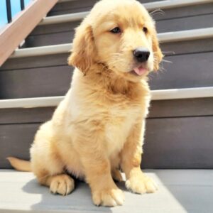 🐕 Luke - Cachorros Machos de Golden Retriever en Venta en de-mascotas.es 🌟