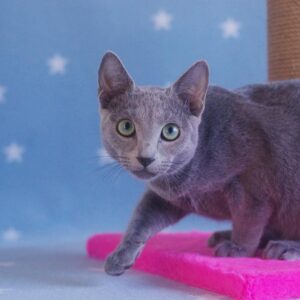🐾 Norton – Gatitos Machos Azul Ruso en Venta | de-mascotas.es 🐱
