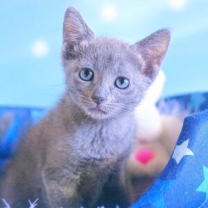 🐾 Olivia – Gatitos Hembra Azul Ruso en Venta | de-mascotas.es 🐱