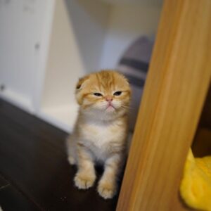 🐾 Pudding – Gatito Munchkin Macho en Venta | de-mascotas.es 🐱