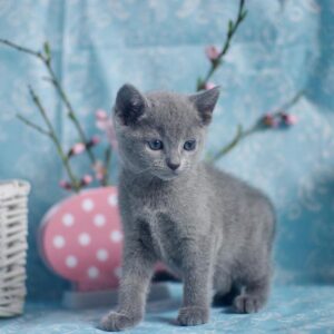 🐾 Rolsalie – Gatitos Hembra Azul Ruso en Venta | de-mascotas.es 🐱