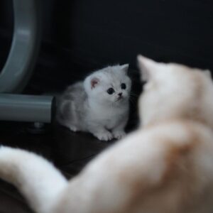 🐾 Rori – Gatita Munchkin Hembra en Venta | de-mascotas.es 🐱💖