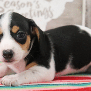 cuccioli di bassotto in vendita