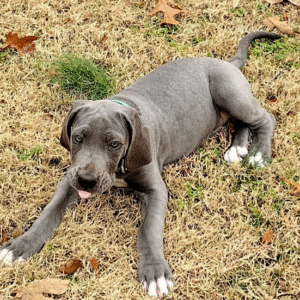 cuccioli alano blu in vendita