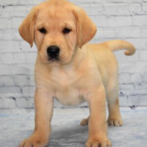 BROOKLYN - Cachorros machos de golden retriever en venta