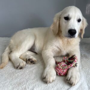 🌞 Emilia - Excepcional Cachorra Golden Retriever Hembra en Venta | de-mascotas.es 🌞