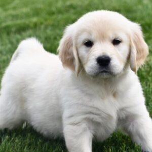 ✨ Victoria - Cachorra Golden Retriever Hembra en Venta | de-mascotas.es ✨
