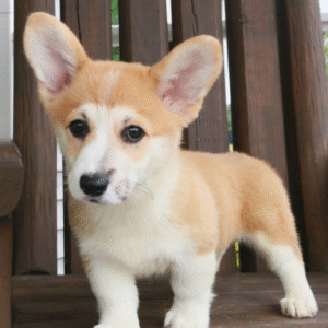 🐾 AMBERLIE - Exclusiva Cachorra Hembra de Welsh Corgi Pembroke en Venta 🐾